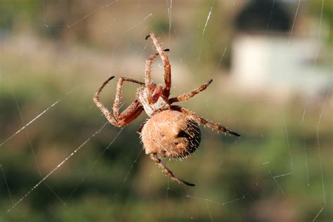 orb weaver spider dangerous.